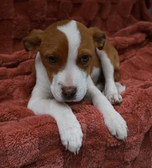 Clover, Pit Bull Terrier, young, available for adoption