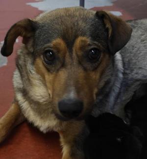 Matilda, Shepherd, adult, available for adoption