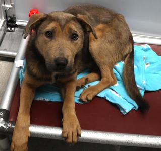 Feyre, Shepherd, adult, available for adoption