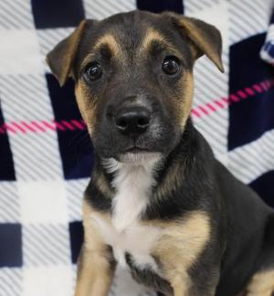 Emma, Shepherd, puppy, available for adoption