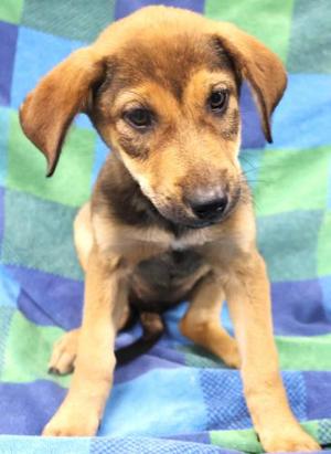 Basil, Shepherd, puppy, available for adoption