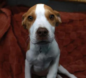 Canyon, Pit Bull Terrier, young, available for adoption