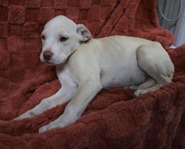 Cloud, Pit Bull Terrier, young, available for adoption