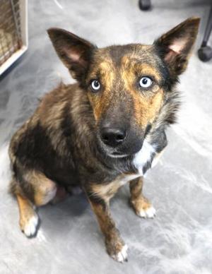 Mimi, Shepherd / Husky, adult, available for adoption