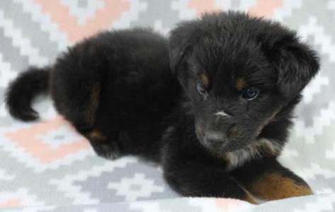 Alli, Shepherd, puppy, available for adoption