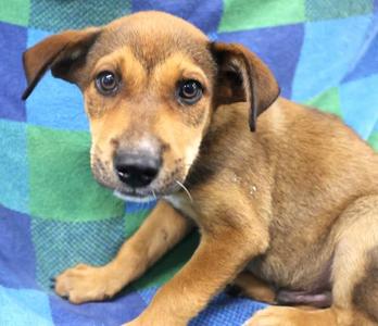 Bay, Shepherd, puppy, available for adoption
