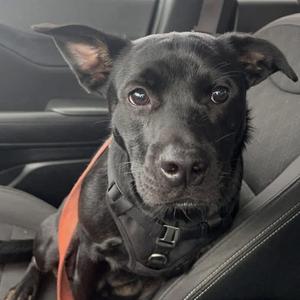 Black dog sitting in a car seat wearing a harness
