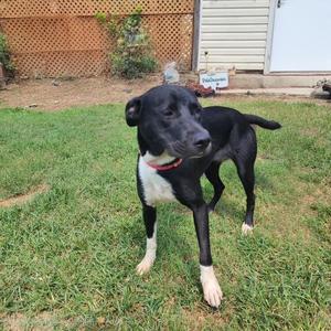 A black and white dog standing on a grassy lawn.