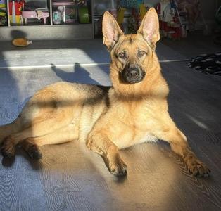 Kane, German Shepherd Dog, young, available for adoption