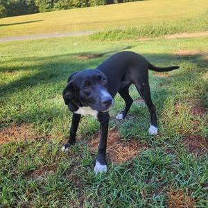Elodie, Labrador Retriever, young, available for adoption