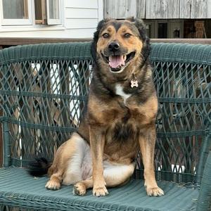 Tillie, Australian Shepherd, adult, available for adoption