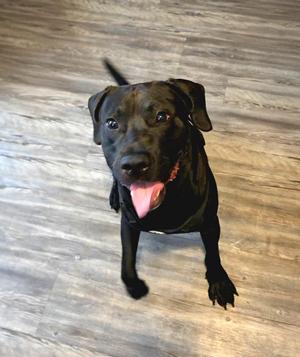 Miles, Black Labrador Retriever, young, available for adoption