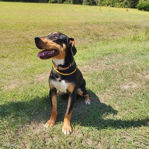 A black and tan dog sitting on grass with its mouth open, wearing a yellow collar.