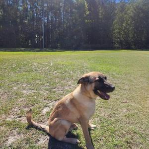 a dog sitting on a grassy field