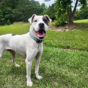Marina, American Staffordshire Terrier / Hound, young, available for adoption