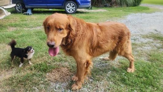 Luca, Golden Retriever, adult, available for adoption