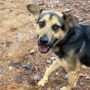 Dylan, Shepherd, young, available for adoption