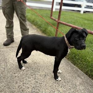 Quinn, Labrador Retriever / American Staffordshire Terrier, young, available for adoption
