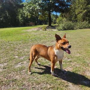Dougie, Basenji / Carolina Dog, young, available for adoption