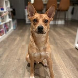 Artie, Miniature Pinscher, young, available for adoption