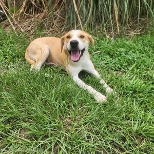 A happy dog with a white and brown coat lying on green grass.