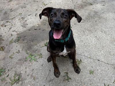 Henry, Plott Hound / Mountain Cur, young, available for adoption