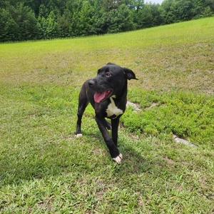 A black dog with a white chest and paws is running on a grassy field. The dog has its mouth open and tongue out, appearing happy and energetic. The background consists of green grass and trees.