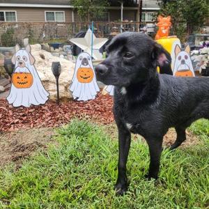 Dov, Labrador Retriever, young, available for adoption