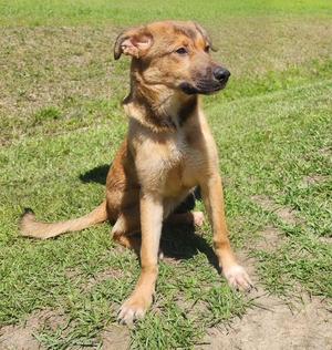 A tan and brown mixed-breed dog sitting in a grassy field looking to the right.
