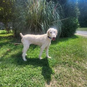 A light-colored poodle standing on a grassy lawn with tall grass and trees in the background.