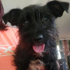 Jackie, Scottish Terrier / Schnauzer, puppy, available for adoption