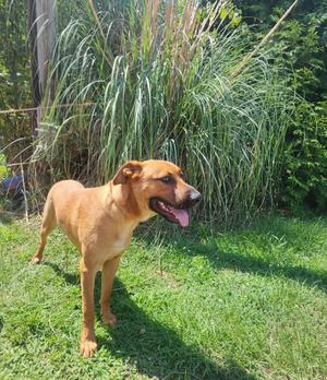 A brown dog standing on grass with tall green plants in the background.