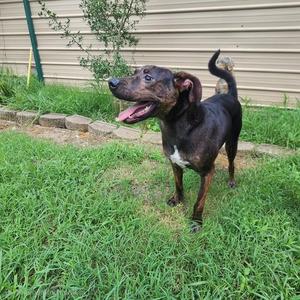 A black and brown dog with a white patch on its chest standing on grass, looking to the left with its mouth open and tongue out.