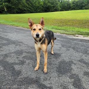 Rocco, Shepherd, young, available for adoption