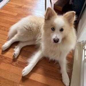 Thor, Samoyed, young, available for adoption