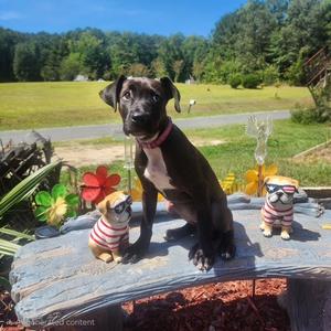 Princess Olivia, Labrador Retriever, puppy, available for adoption