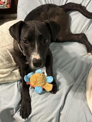 Cora, Labrador Retriever / Terrier, young, available for adoption