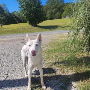 Snow, Siberian Husky, young, available for adoption
