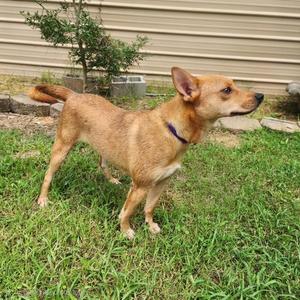 a small brown dog standing on grass with a purple collar