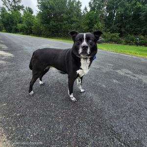 black and white dog standing on a road