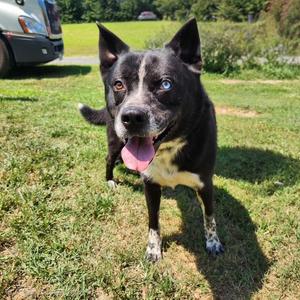 Ray, Australian Cattle Dog / Blue Heeler / Border Collie, young, available for adoption