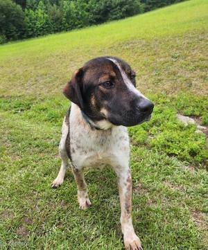 A brown and white dog standing on a grassy field