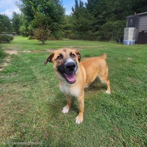 A brown and white dog standing on a grassy lawn, looking up with its mouth open and tongue out.