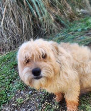 Huxley, Shih Tzu, puppy, available for adoption