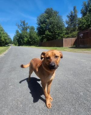 Logan, Labrador Retriever / Rhodesian Ridgeback, young, available for adoption