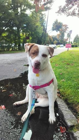 Annie, Labrador Retriever, young, available for adoption
