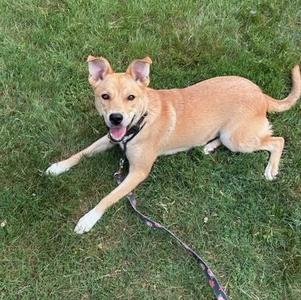 A light brown dog with white paws and a black collar is lying on a grassy lawn, looking up with its tongue out. The dog is attached to a leash.