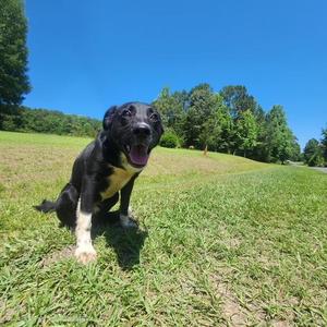 Keiko, Border Collie / Australian Kelpie, young, available for adoption
