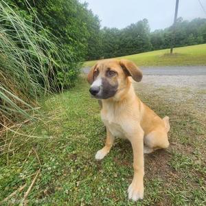 A light brown dog with darker fur around its muzzle sits on grass next to a gravel road.