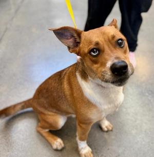 Dougie, Basenji, young, available for adoption